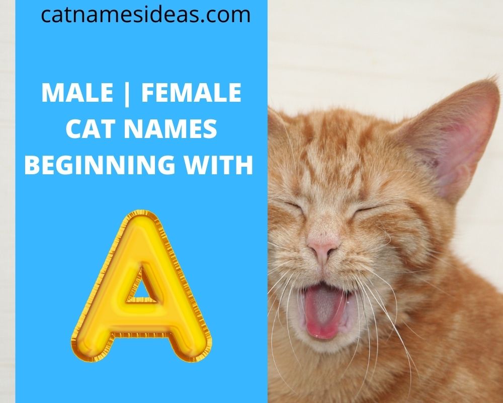 unique cat name unique cat name