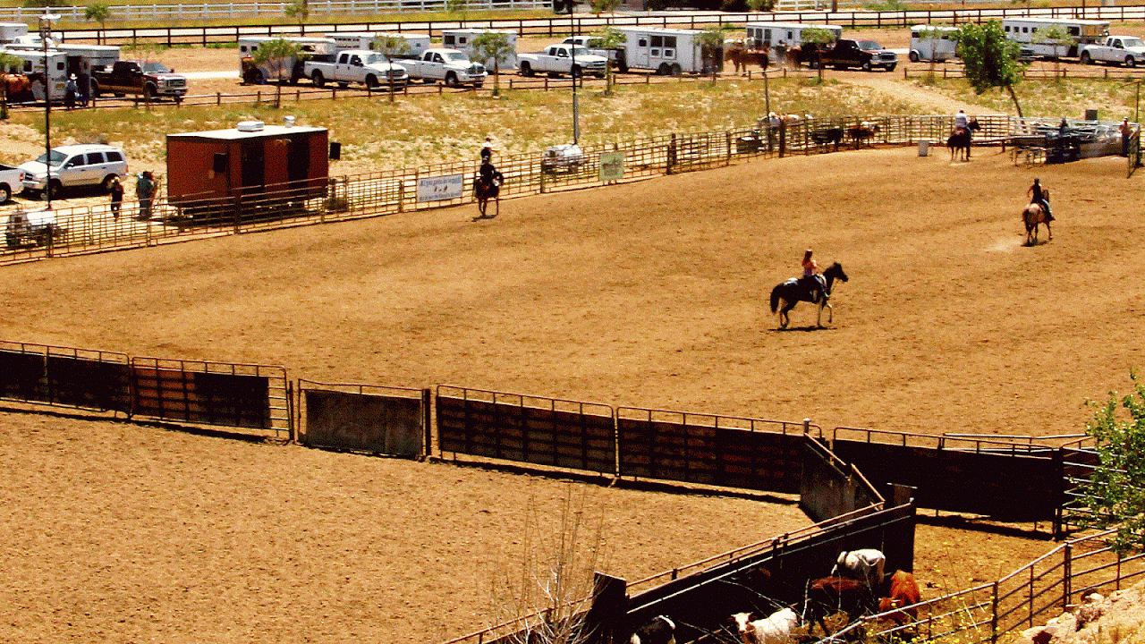 Horses For Sale In Temecula Horse Choices