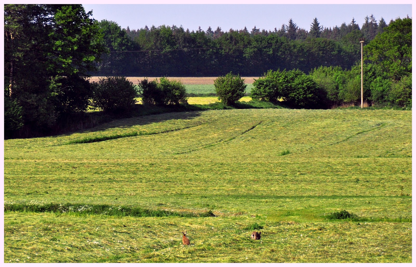 Pulsschlag Online Aktuelle Ausgabe