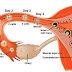 Implantation and detection | stem cell research | twins