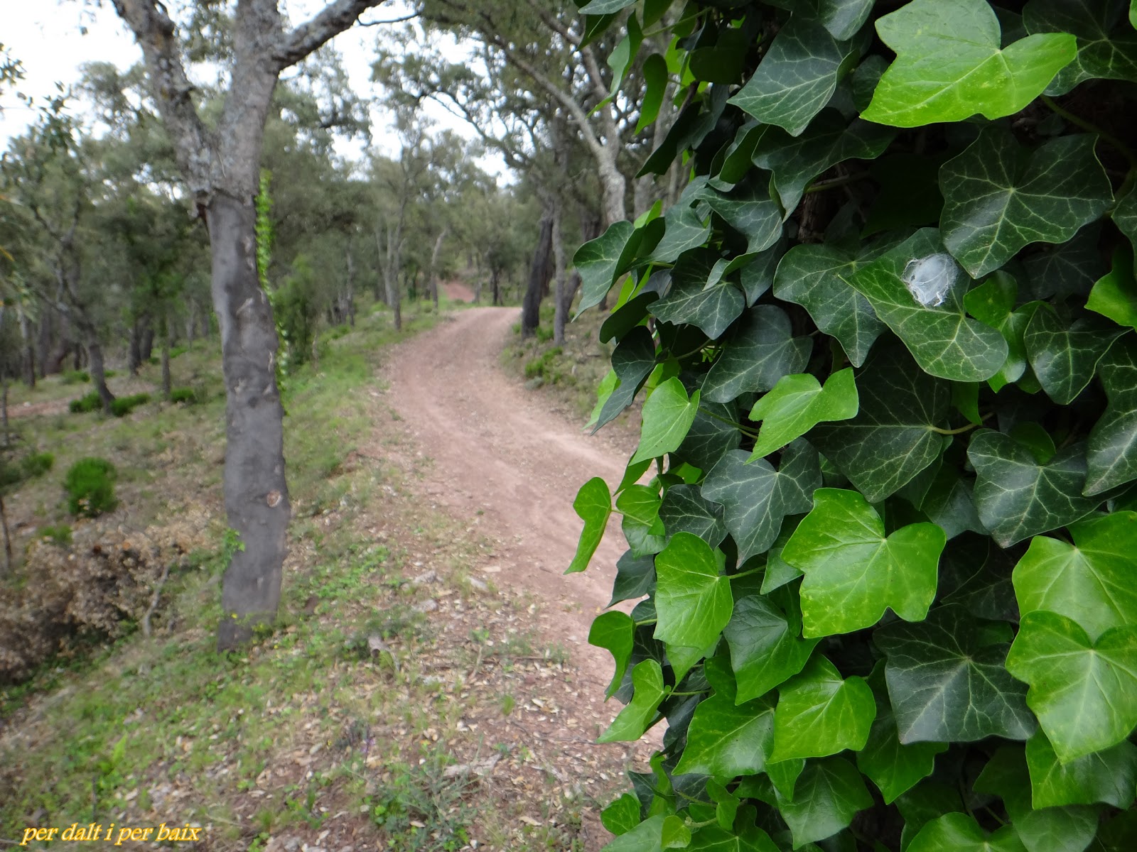 Vall de Almonacid Castillo de AlmonecirBellido (739 m.)Alto de la