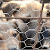 Κορωνοϊός: Αυξήθηκε η υιοθεσία κατοικίδιων ζώων εν μέσω καραντίνας
