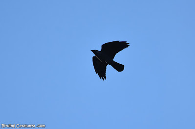 Gralla (Corvus monedula)