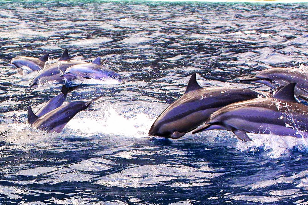 Talking Story.. Spinner Dolphin join the boat tour, Kauai. Hawaii. USA