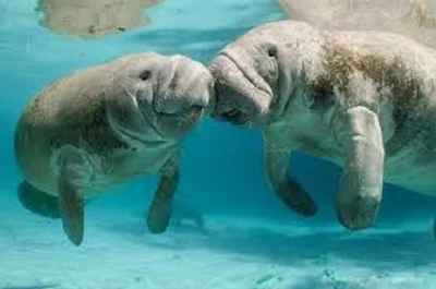 Manatee Trichechus manatus - berbagaireviews.com