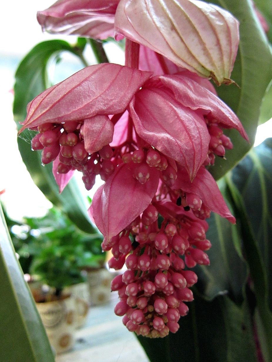 True Size Of Megalodon Reveals It Had Fins The Size Of
