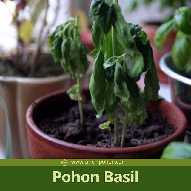 Ciri Ciri Pohon Basil