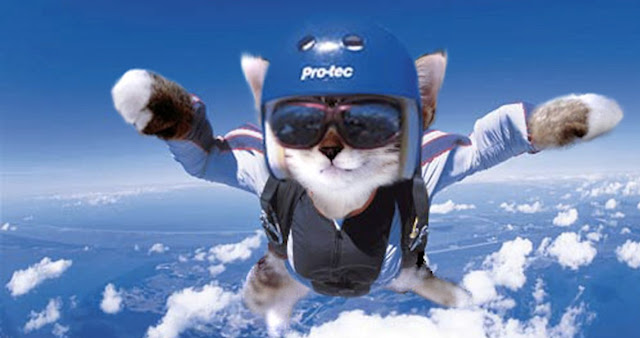 Коты-парашютисты