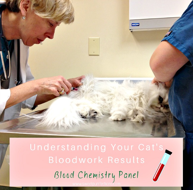 Sweet Purrfections Wellness Checkup For Cats Understanding The