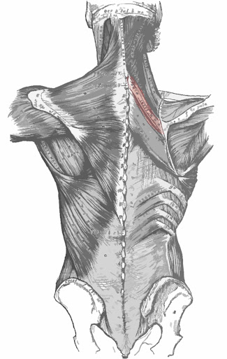 Músculo romboide menor remarcado color rojo