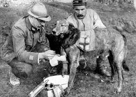 PERROS AL SERVICIO DE LA CRUZ ROJA  (Llevaban Alforjas c/Vendajes, Bebidas)