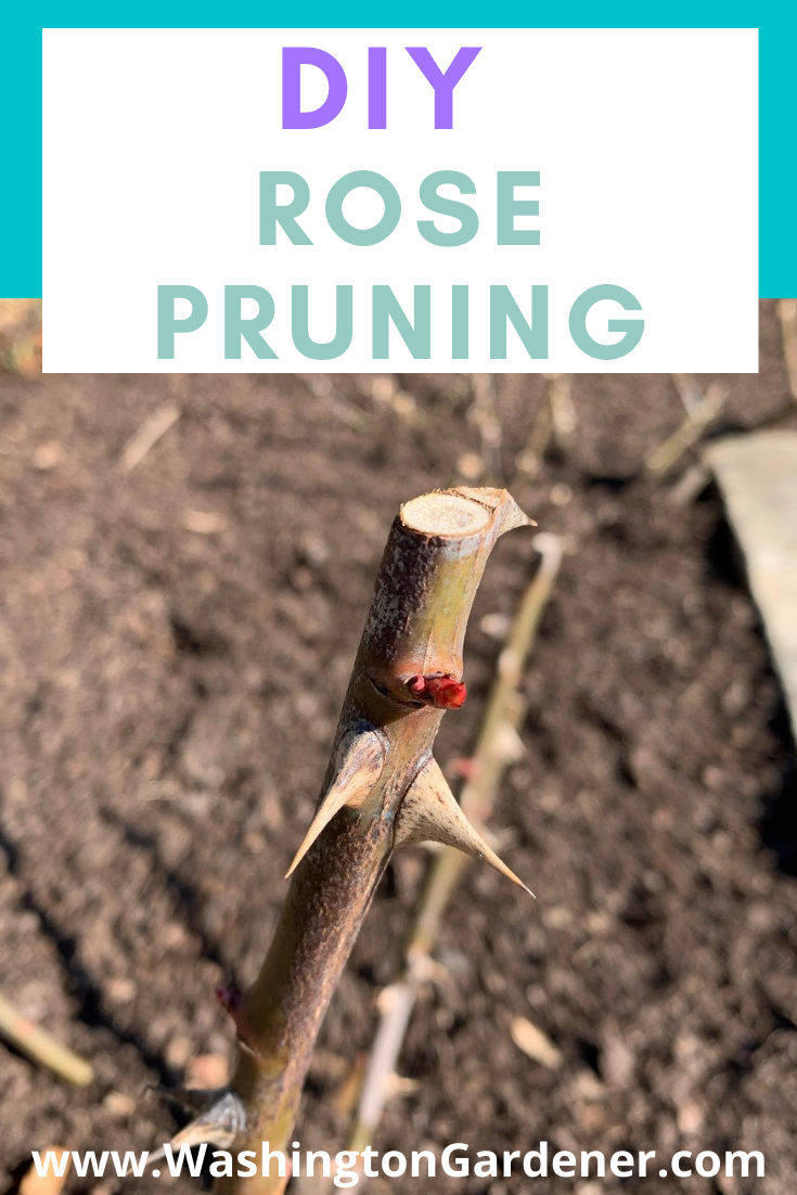 WashingtonGardener Rose Pruning Tips