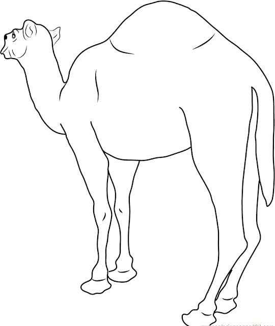 Printable Camel Coloring Pages PDF