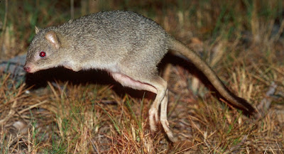 Northern Bettong