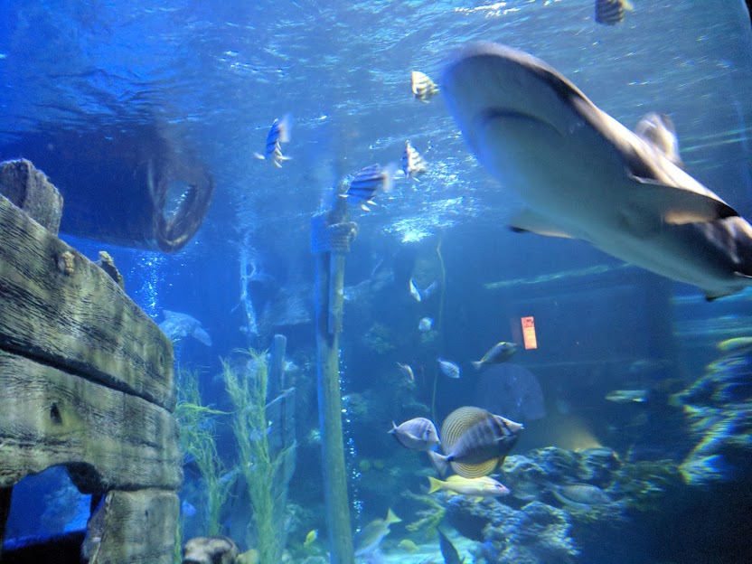 The Best Sea Life Aquariums in the UK North East Family Fun