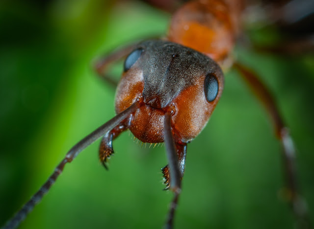 criação-como-criar-formigas-hobby-passo-a-passo-curiosidade