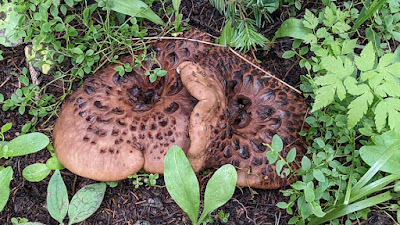 Polyporus tuberaster mushrooms