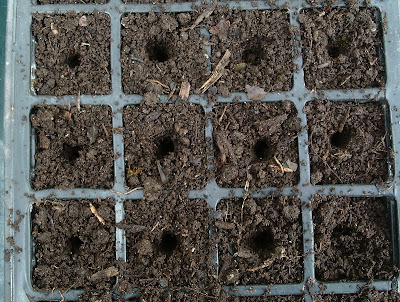 Seed tray modules Green Fingered Blog