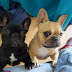 10 Reasons French Bulldogs Are The Worst Breed EVER