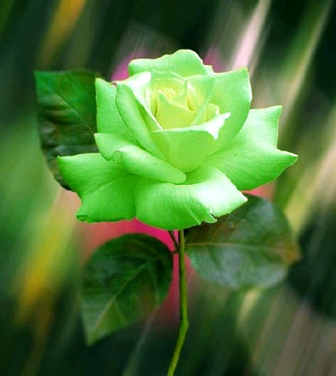 Pictures Of Beautiful Green Flowers Pictures Of Beautiful Green Flowers