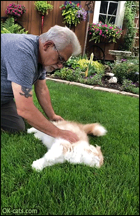 Cute Cat  GIF • Gorgeous Persian cat enjoys belly rubs in the grass [ok-cats.com]