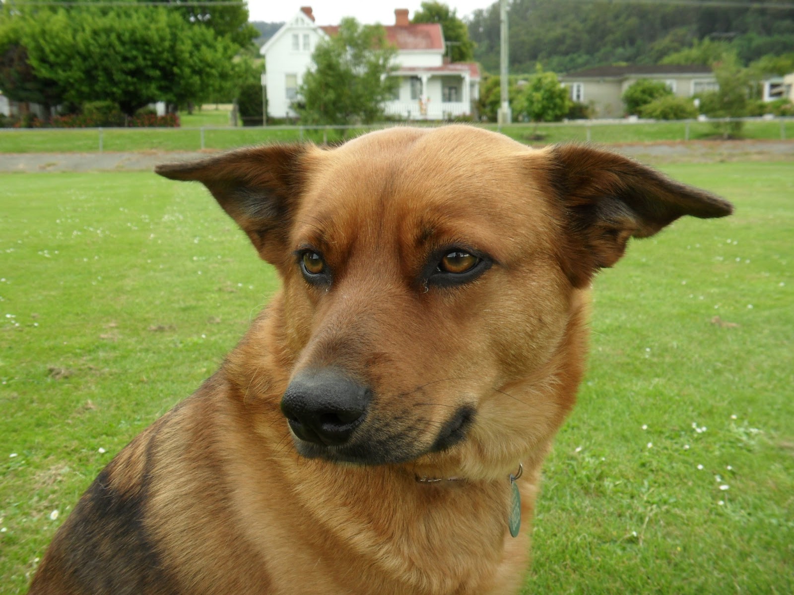 Huon View: Rescue dogs