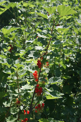 Wild Harvests The News On Red Flowering Currant
