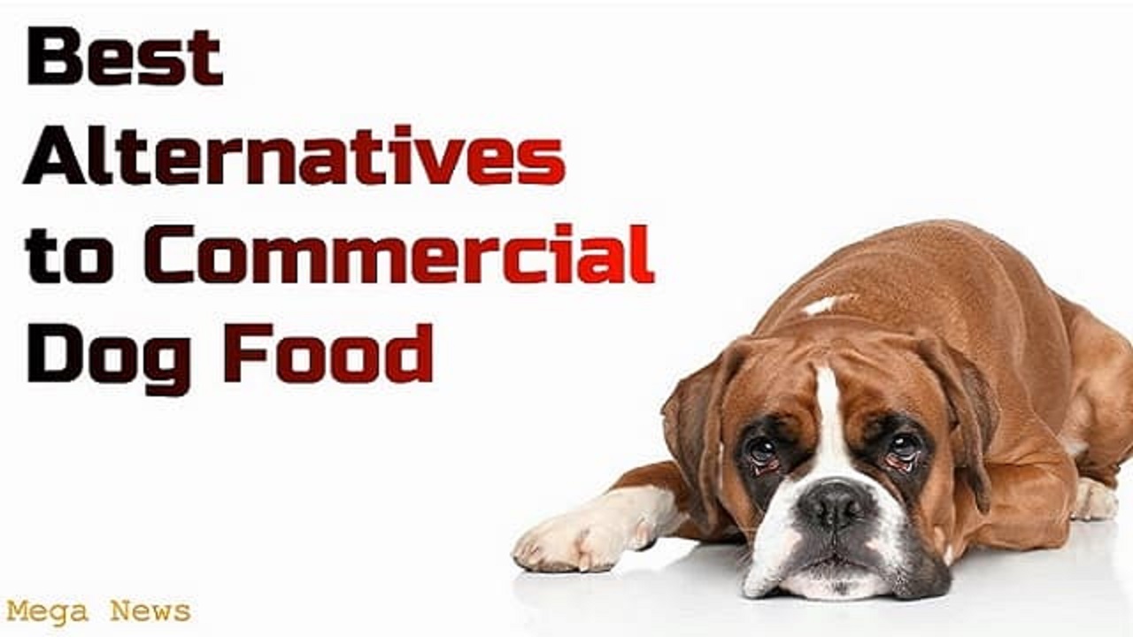 Best Alternative Dog Food You Can Buy From The Market Mega News