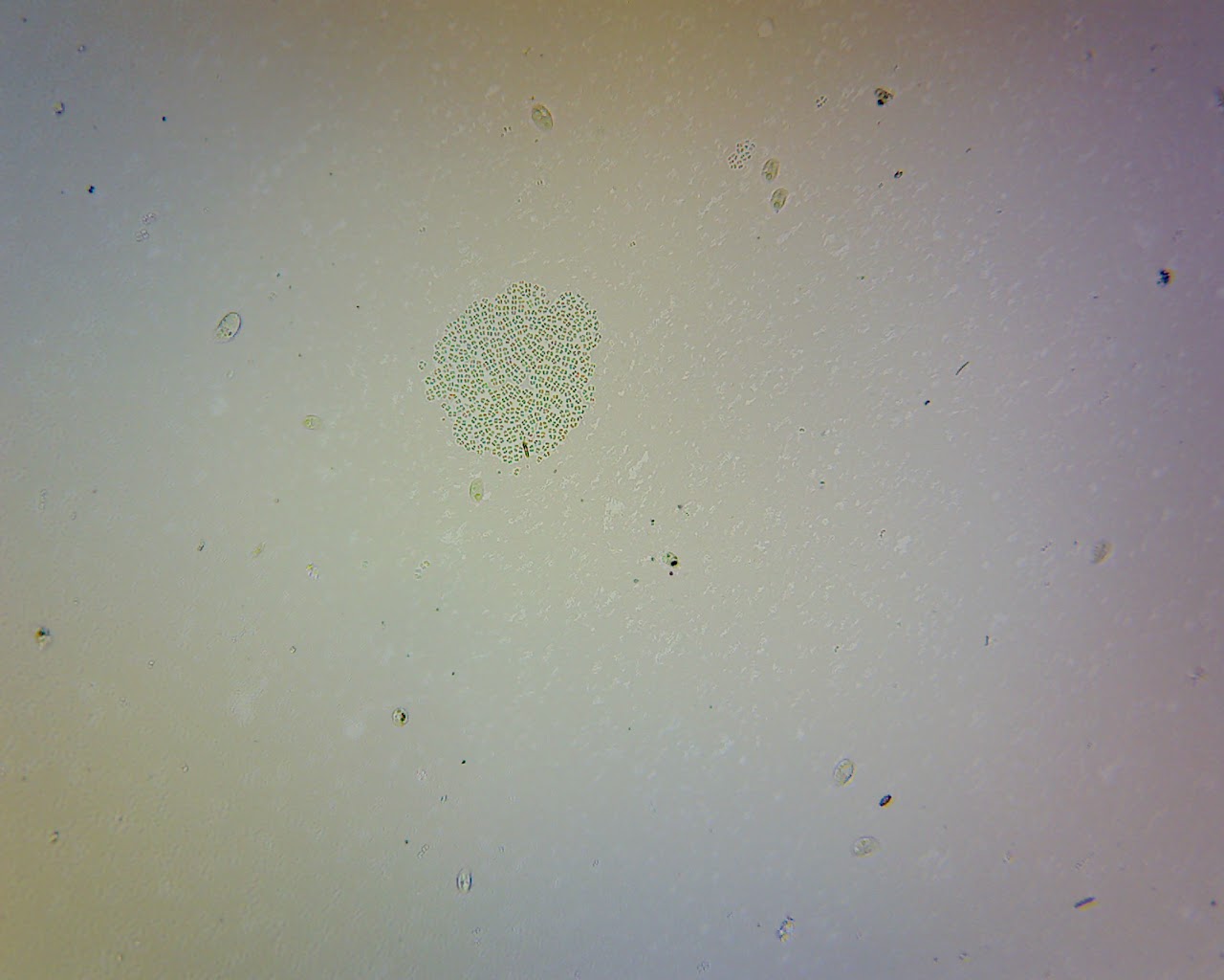 Two Years and Three Months of Cyanobacteria Chapter 27. Bacterial and