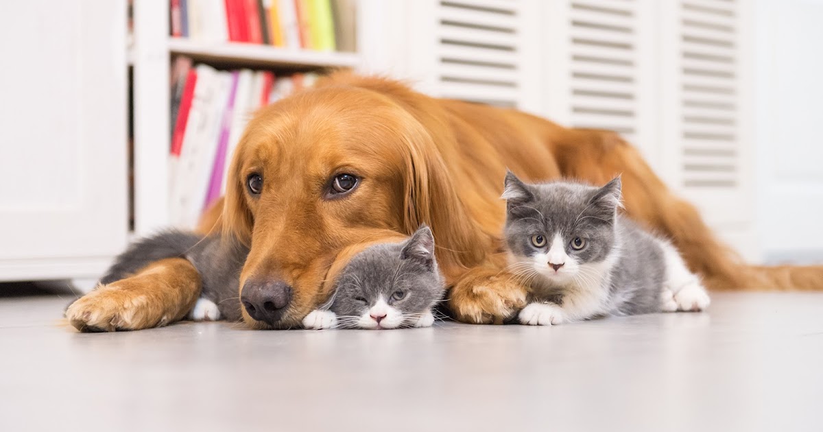 Companion Animal Hospital Blog Two cats and a dog in the US have