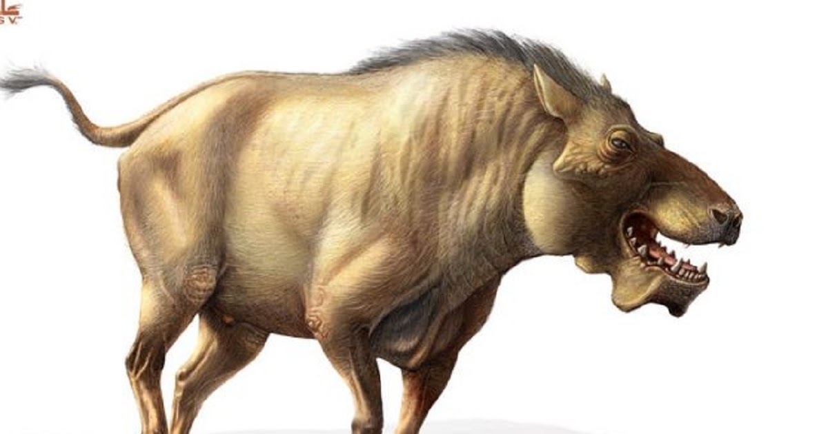 гиенодон против энтелодона. доисторические хищники адский кабан. Daeodon shoshonensis. кабан динохиус. адских кабанов.