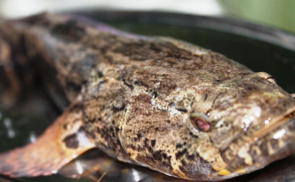 Mengenal Ikan Betutu Beserta Harganya Ikanesia Id