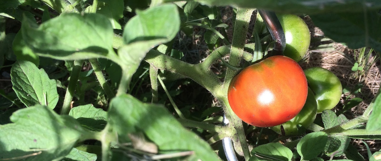 Gardening with Jess Dill, tomatoes, sunflowers and bees