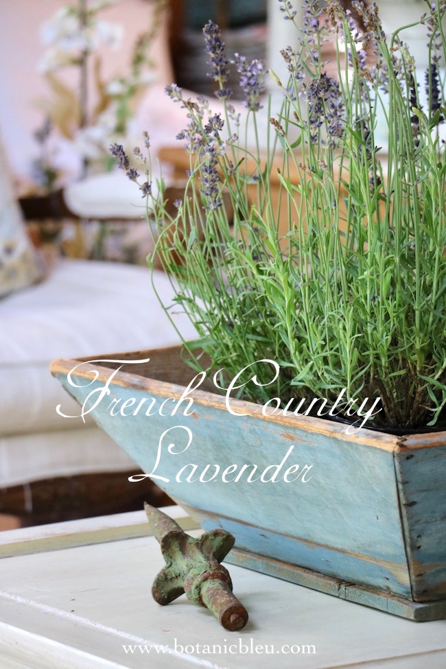French Lavender in Rustic Blue Box