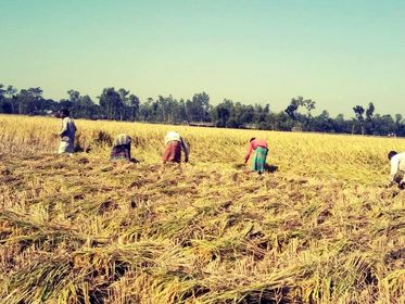 ডিমলায় আমন ধান ভালো হওয়ায় কৃষকের মুখে উজ্জ্বল হাসি