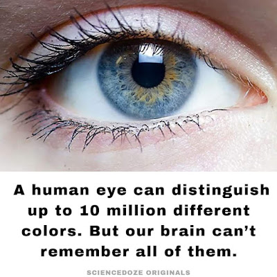 Human eye facts