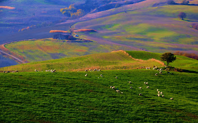 Borregos en los verdes prados - Sheep in green pastures