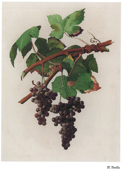 Los Vinos De Cadiz Rota Una Ciudad Una Variedad De Uva Y Un Vino