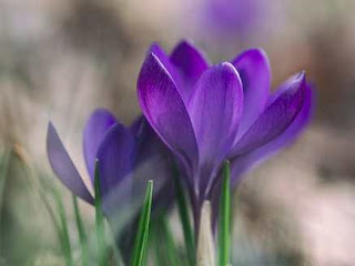 Question Answer of The Poem