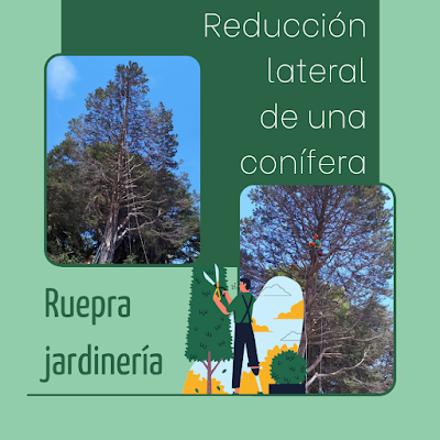 Reducción lateral de una conífera por Ruepra Jardinería