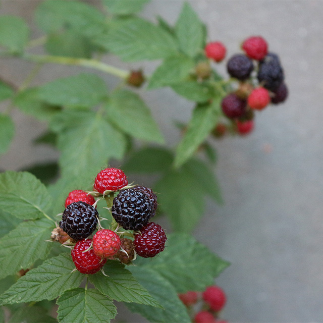 66 Square Feet (Plus): Black raspberries