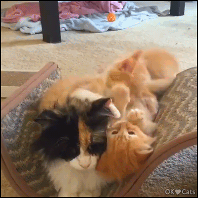 Snuzzy Kitten GIF • Being a Mama Cat is not easy with crazy playful kitties "Play with us!" [ok-cats-site.com]