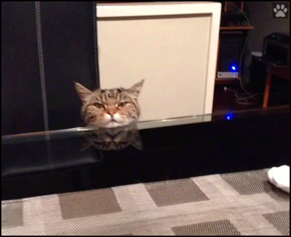 Funny Cat GIF • When your cat is judging you every single damn thing you do