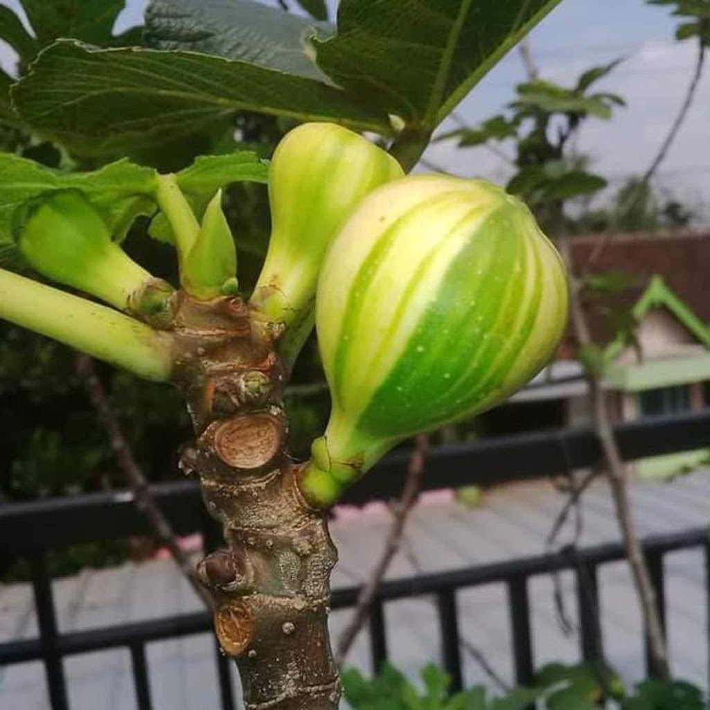 bibit buah Bibit Cuttingan bahan stek buah tin panache tiger belang tanaman hidup Bandar Lampung