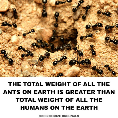 Ant facts