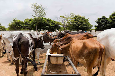 स्वामी दयानंद सरस्वती ने सन 1879 में पहली गौशाला की स्थापना की स्वामी दयानंद सरस्वती ने सन 1879 में पहली गौशाला की स्थापना की