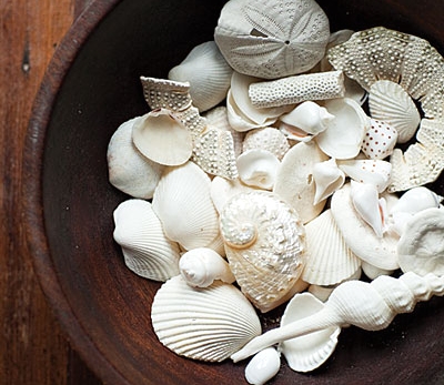 seashell collection display in bowl