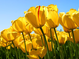 Conheça os cinco pontos que deram origem ao acróstico Tulip (pergunte ao pastor).