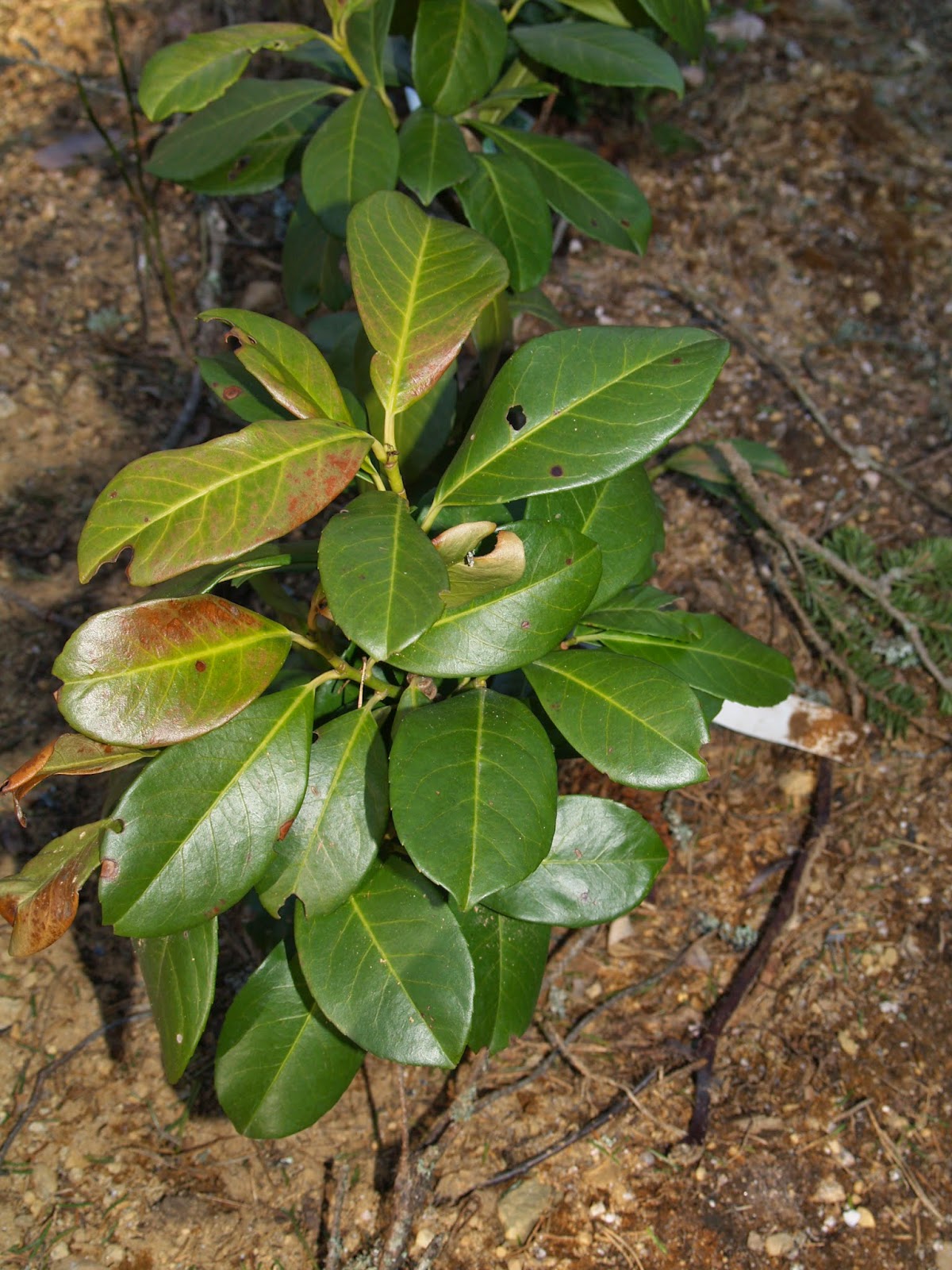 Prunus laurocerasus 'Etna')