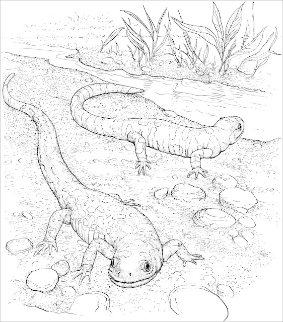 Top 5 iguana lizard coloring pages